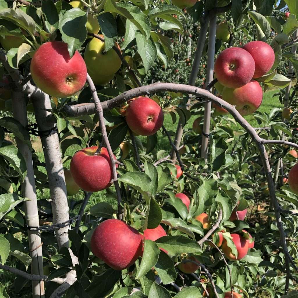 U-Pick Apples at Cullipher Farm!