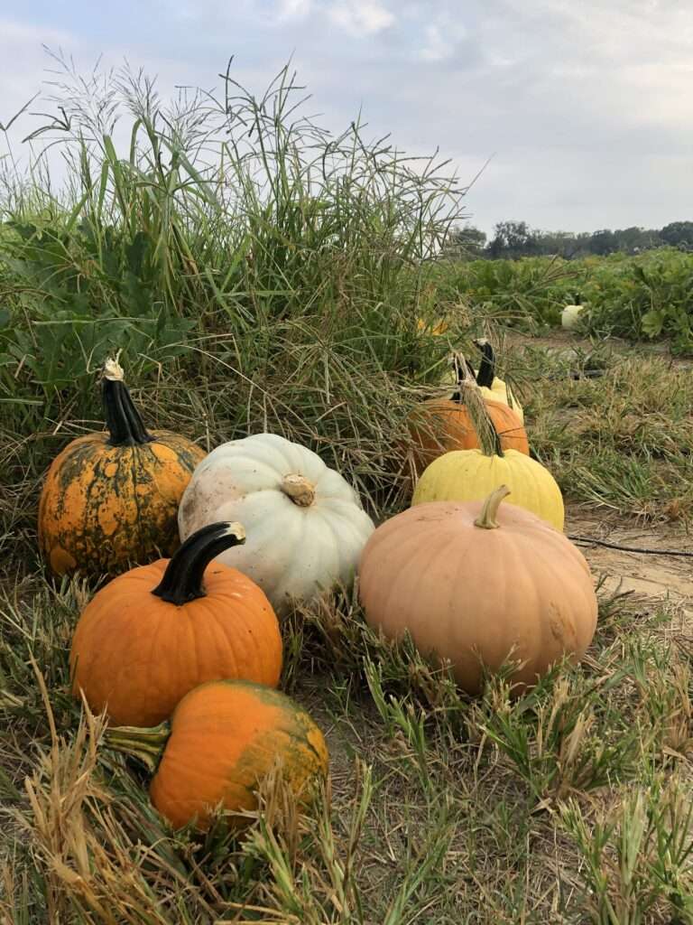 Cullipher Farm Pumpkin Patch
