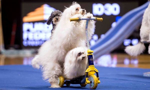 Olate Dogs - Winners of 