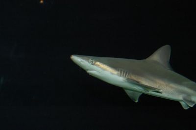 vlm_shark.jpg