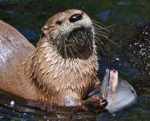 otter.jpg