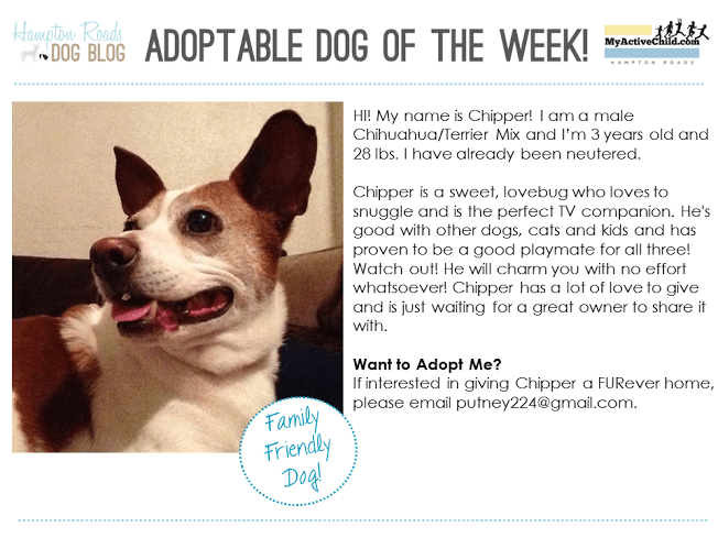 adoptable_dog_chipper.png