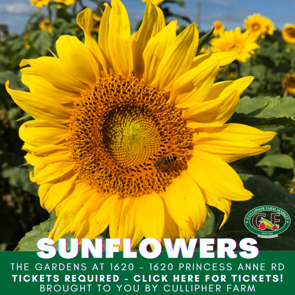Sunflowers - The Gardens at 1620 - brought to you by Cullipher Farm Sunflowers - The Gardens at 1620 - brought to you by Cullipher Farm