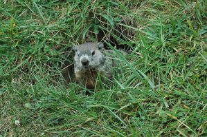 Groundhog Day 6155660023_0436daa5cf.jpg