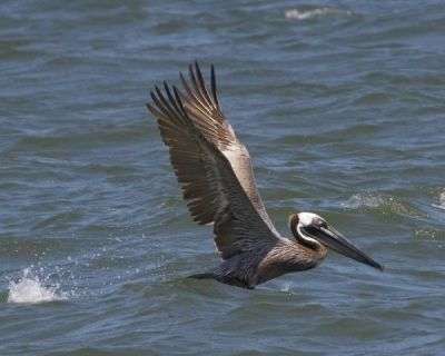 pelican7807.jpg