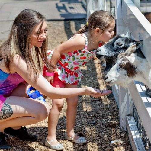 Feeding the Goats at Hunt Club Farm Feeding the Goats at Hunt Club Farm