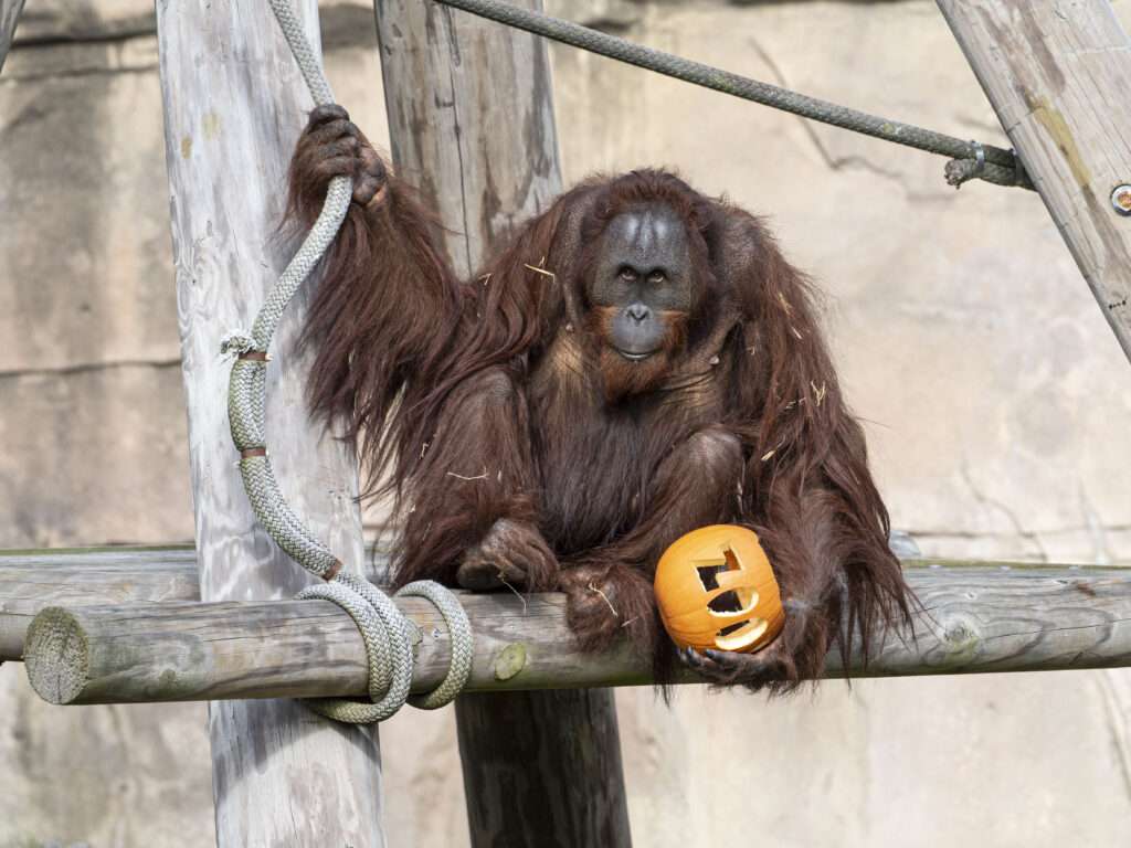 Zoo Boo 2022 at the Virginia Zoo
