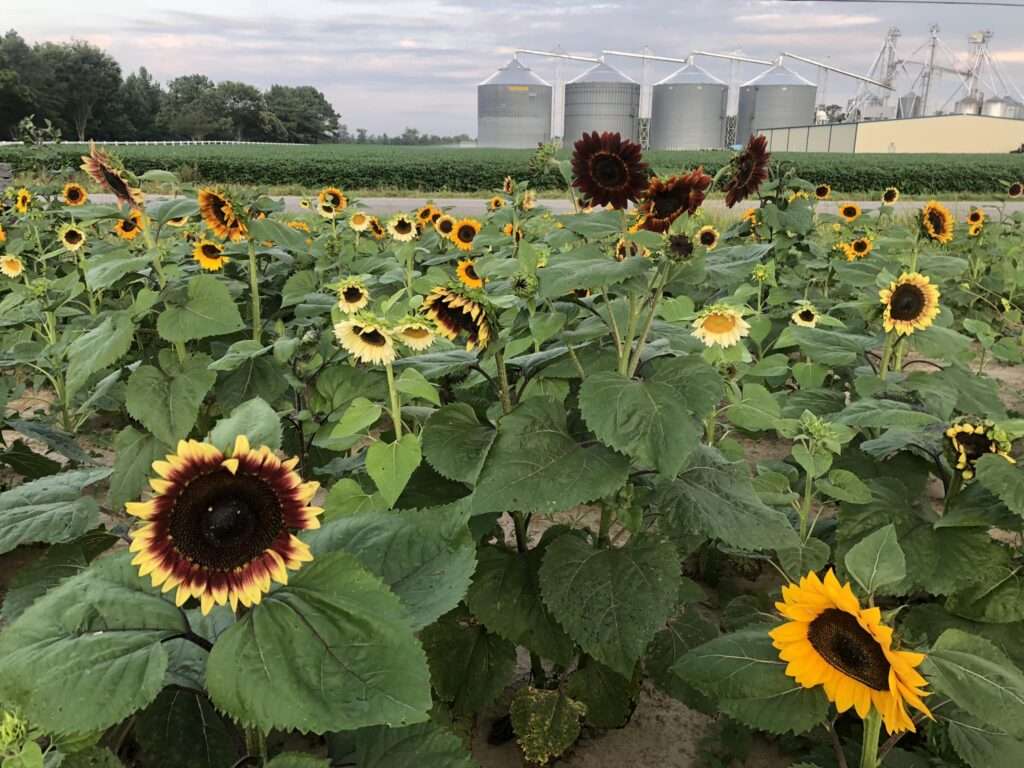Cullipher Farm Sunflowers