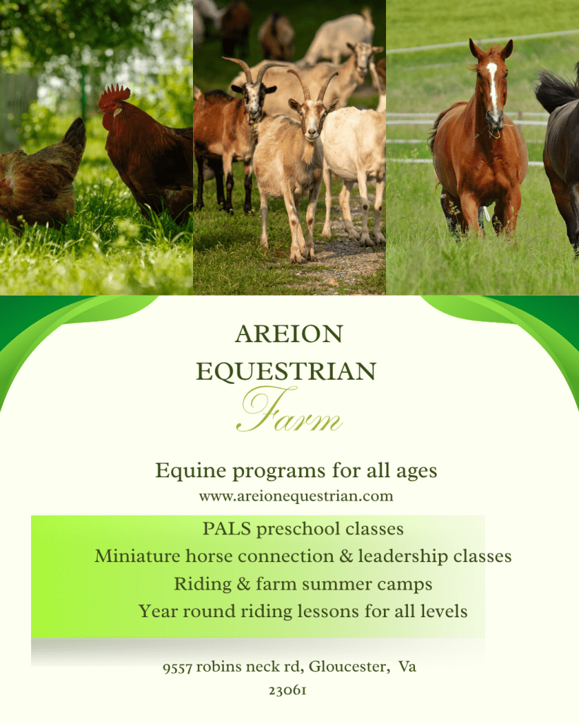 Areion Equestrian 