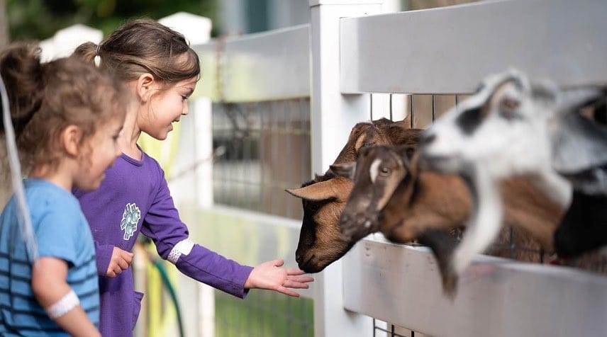 Kids visiting with goats at Hunt Club Farm Virginia Beach