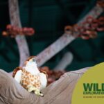 Wild Explorations Seasons of Discovery at VLM1 150x150