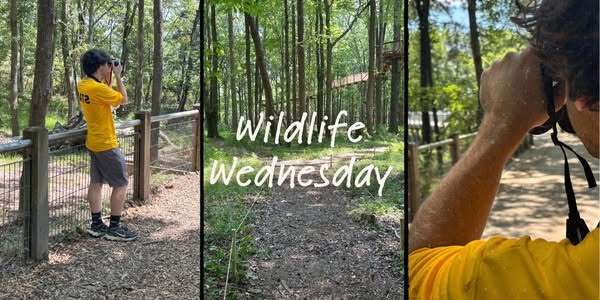 Wildlife Wednesday