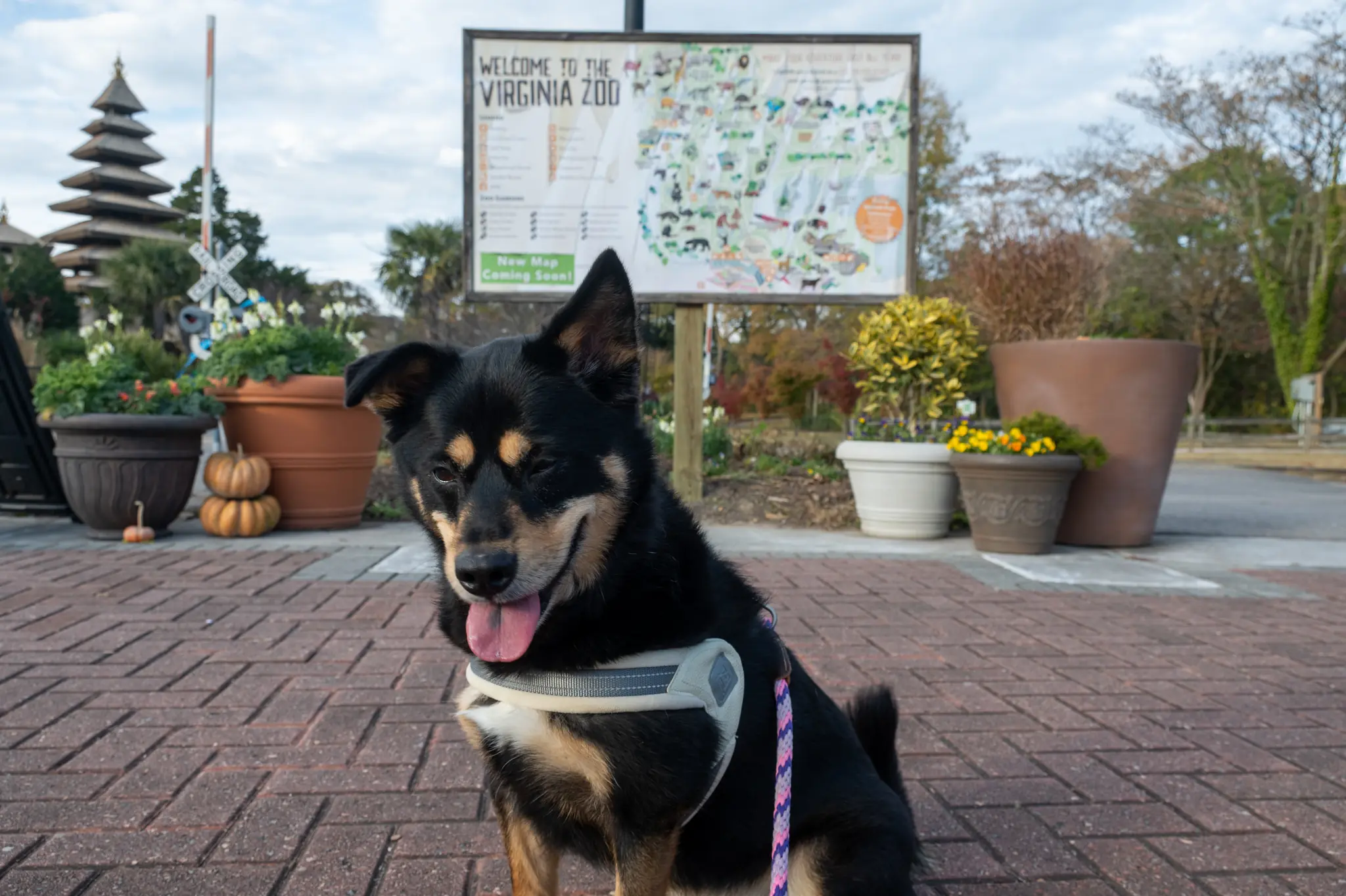 Howl-o-ween: Dog Day at the Zoo